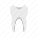 dent, dentist, human, molar, root, smile, tooth 
