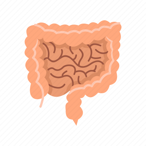 Bowel, digestive, educational, human, intestines, jejunum, medical icon - Download on Iconfinder