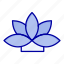 flower, india, lotus, plant 