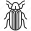 beetle, furniture, bug, insect 