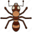 animal, ant, insect, pest, worker 