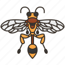bee, hymenoptera, sting, striped, wasp