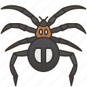 arachnid, invertebrate, pest, spider, web