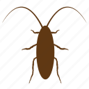 bug, cockroach, cockroaches, insect, insect pests, insecticide