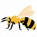 bee, honeybee, insect, animal, honey, pollination, entomology