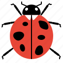 ladybugs, ladybird, beetles, animal, insects, coleoptera, entomology
