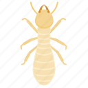 nymph, termite, pest, insect, animal, animals