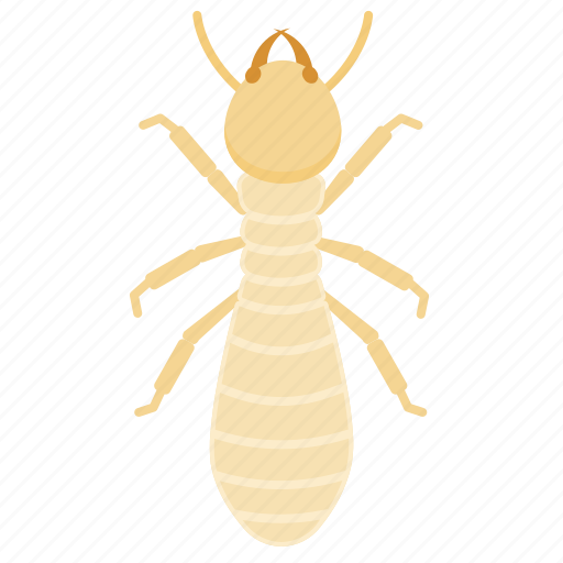 Nymph, termite, pest, insect, animal, animals icon - Download on Iconfinder