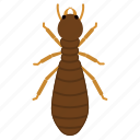 termite, king, insect, pest, animal