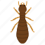 termite, king, insect, pest, animal 