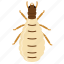 termite, queen, pest, reproduction, insect, animal 