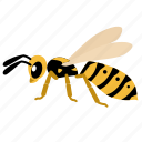 wasp, yellowjacket, entomology, insects, animal, hornet, stings