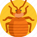 2, bedbug