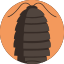 woodlouse 