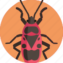 beetle, bug, insect, ladybug, nature, car, animal, virus, ladybird, fly, pest