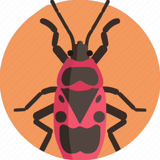 Beetle, bug, insect, ladybug, nature, car, animal icon - Download on Iconfinder