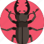 stag, beetle 
