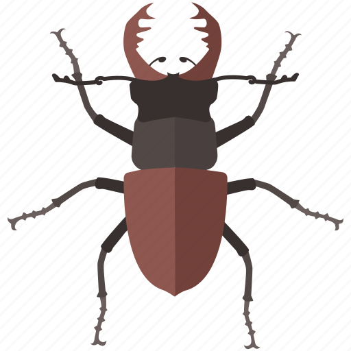 Beetle, bug, fighting, insect, large, lucanus, stag icon - Download on Iconfinder