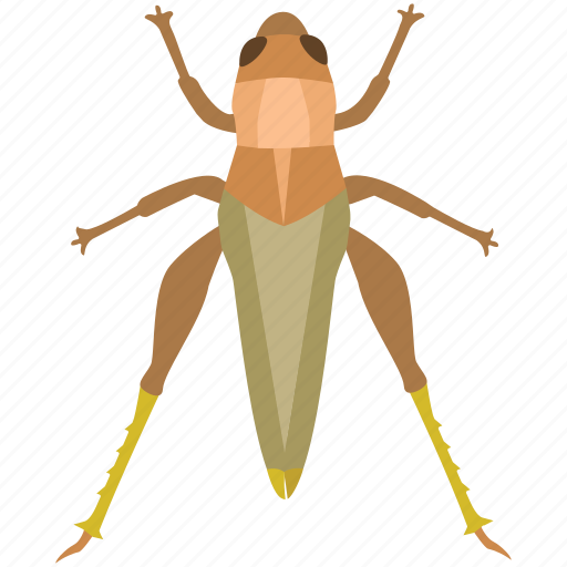 Bug, chapuline, cricket, grasshopper, insect, katvdid, locust icon - Download on Iconfinder