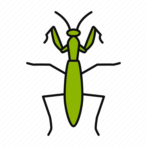 Bug, entomology, insect, mantis, mantodea, pest, praying icon - Download on Iconfinder