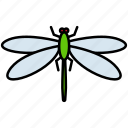 dragonfly, fly, insect, insects, nature