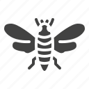 bug, cicada, insect