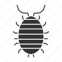 beetle, bug, insect, pest, pillbug, sowbug, woodlouse