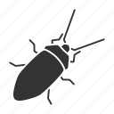 beetle, blattodea, bug, cockroach, insect, parasite, pest