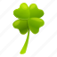irish, lucky, plant 