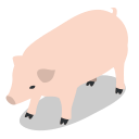 animal, animals, farm, pig, rural