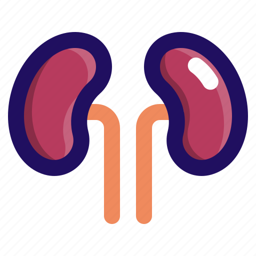 Anatomy, body, human, kidney, organ icon - Download on Iconfinder