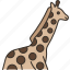 giraffe, wildlife, safari, herbivore, nature 