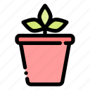 pot, plant, potted, houseplant, leaf