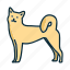 jindo, dog, jindodog, korea, animals, pets 