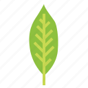 leaves, leaf, plant, botanical, nature