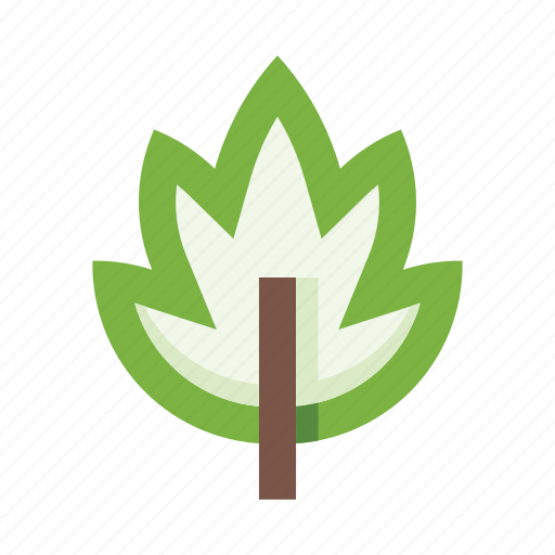 Leaf, plant, nature, ecology, herb, foliage, botany icon - Download on Iconfinder