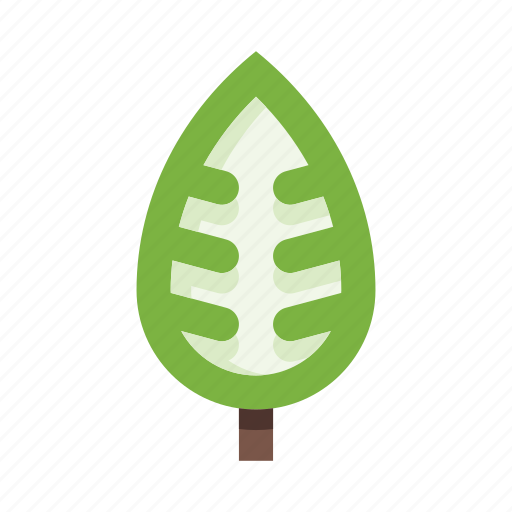 Leaves, leaf, plant, nature, herb, foliage, botany icon - Download on Iconfinder