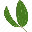 botanical, botany, bush, forest, leaf, leaves, plant