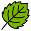 aspen, leaf, nature, plant, tree 