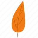 leaf, nature, leaves, foliage, green, autumn