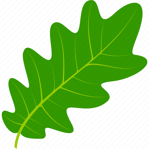 Flora, foliage, leaf, leaves, nature, oak, plant icon - Download on Iconfinder