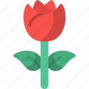 rose, flower, botanical, plant, floral, petals