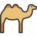 arabian, bactrian, camel, desert