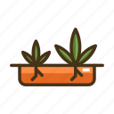 germination, marijuana, weeds
