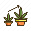 growth, marijuana, plant, vegetative