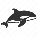killer whale, cetacean, apex predator, aquatic, orcinus orca
