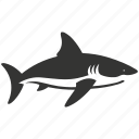 hammerhead shark, elasmobranch, distinctive head, predatory, oceanic, scalloped hammerhead