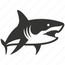 white shark, elasmobranch, apex predator, aquatic, great white shark