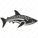 whale shark, elasmobranch, filter feeder, giant, aquatic, plankton