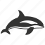 killer whale, cetacean, apex predator, aquatic, orcinus orca 